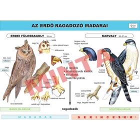 Az erdő ragadozó madarai