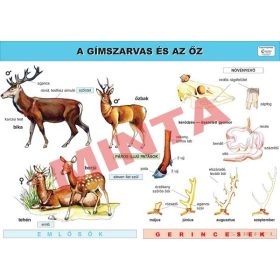 A gímszarvas és az őz