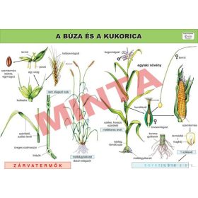 A búza és a kukorica