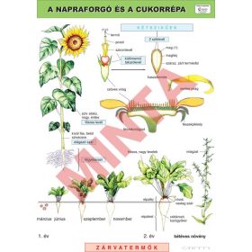 A napraforgó és a cukorrépa