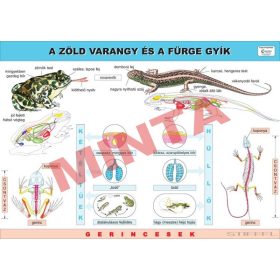 A zöld varangy és a fürge gyík