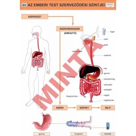Az emberi test szerveződési szintje