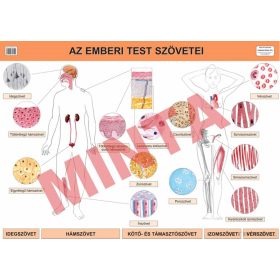 Az emberi test szövetei