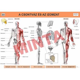A csontváz és az izomzat