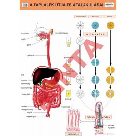 A táplálék útja és átalakulásai