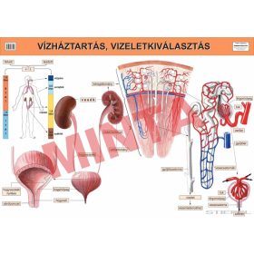Vízháztartás, vizelet-kiválasztás