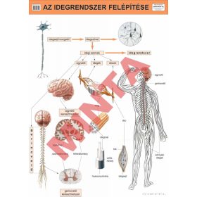 Az idegrendszer felépítése