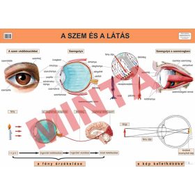 A szem és a látás