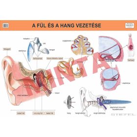 A fül és a hang vezetése