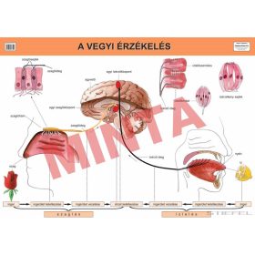 A vegyi érzékelés