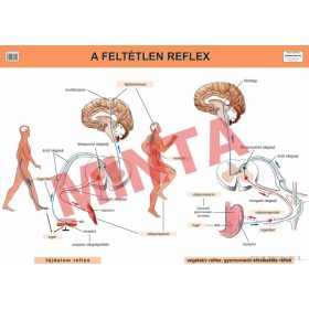 A feltétlen reflex
