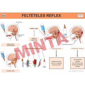 Feltételes reflex