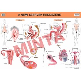 A nemi szervek rendszere