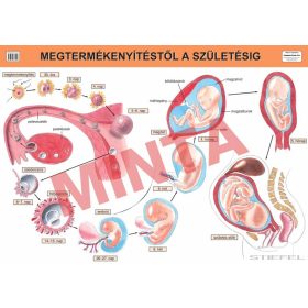Megtermékenyítéstől a születésig