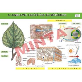 A lomblevél felépítése és működése