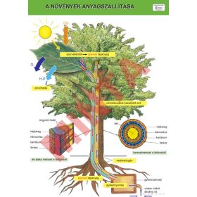A növények anyagszállítása