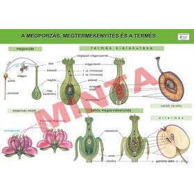 A megporzás, megtermékenyítés és a termés