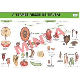 A termés részei és típusa