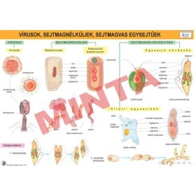 Vírusok, sejtmag nélküliek, sejtmagvas egysejtűek
