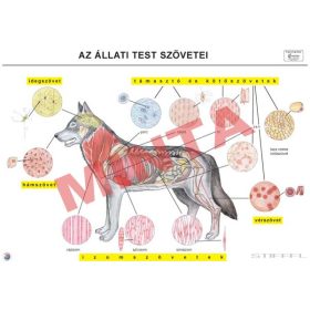 Az állati test szövetei