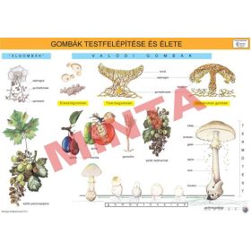 Gombák testfelépítése és élete