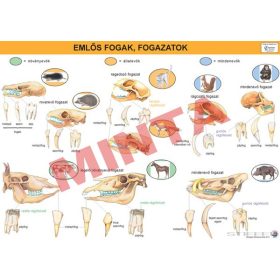Emlős fogak, fogazatok