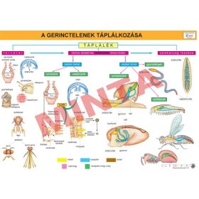 A gerinctelenek táplálkozása