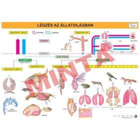 Légzés az állatvilágban