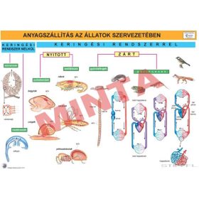 Anyagszállítás az állatok szervezetében