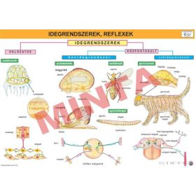Idegrendszerek, reflexek