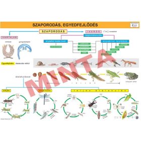 Szaporodás, egyedfejlődés