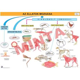 Az állatok mozgása