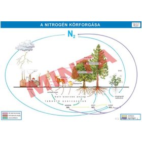 A nitrogén körforgása