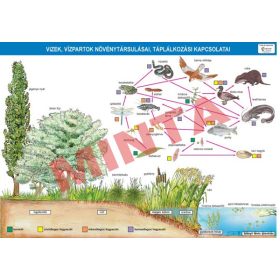   Vizek, vízpartok növénytársulásai, táplálkozási kapcsolatai