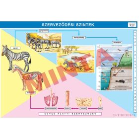 Szerveződési szintek