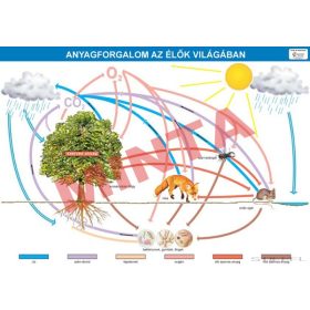 Anyagforgalom az élők világában