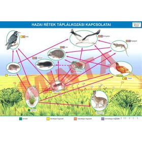 Hazai rétek táplálkozási kapcsolatai