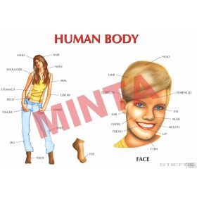 Human body