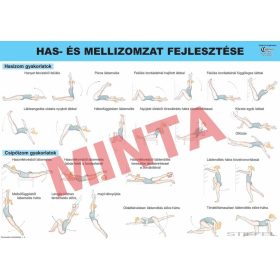 Has, - és mellizom fejlesztése