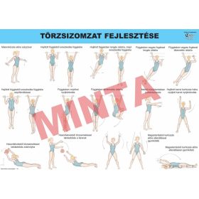 Törzsizomzat fejlesztése