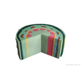 Kétszikű szár modell