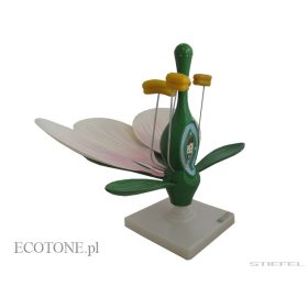 Barackvirág keresztmetszeti modell