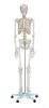 Emberi csontváz 170 cm