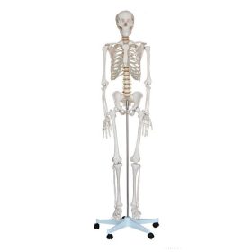 Emberi csontváz 170 cm