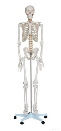 Emberi csontváz 170 cm