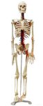   Emberi csontváz 85 cm erekkel / vénákkal és artériákkal