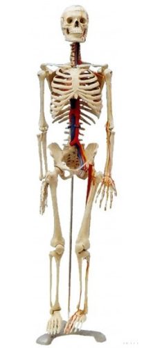 Emberi csontváz 85 cm erekkel és idegekkel