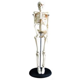 Emberi csontváz 45 cm