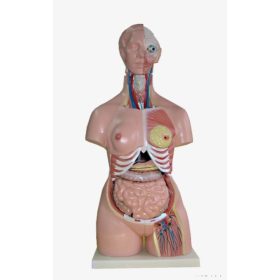 Kétnemű torzó, 85 cm, 23 részes