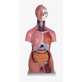 Kétnemű torzó, 85 cm, 40 részes